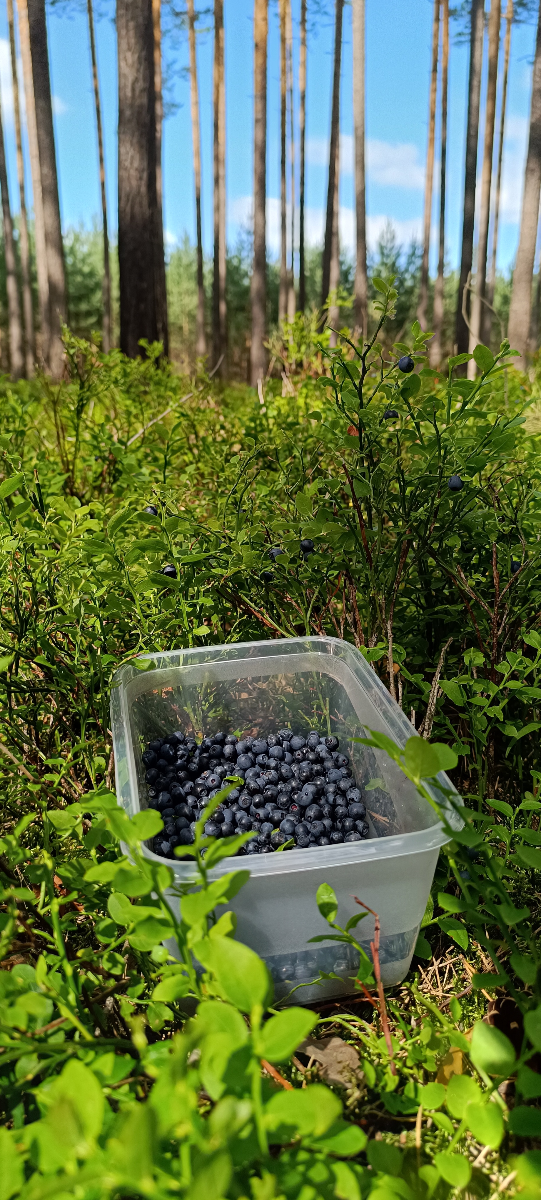 Berry picking