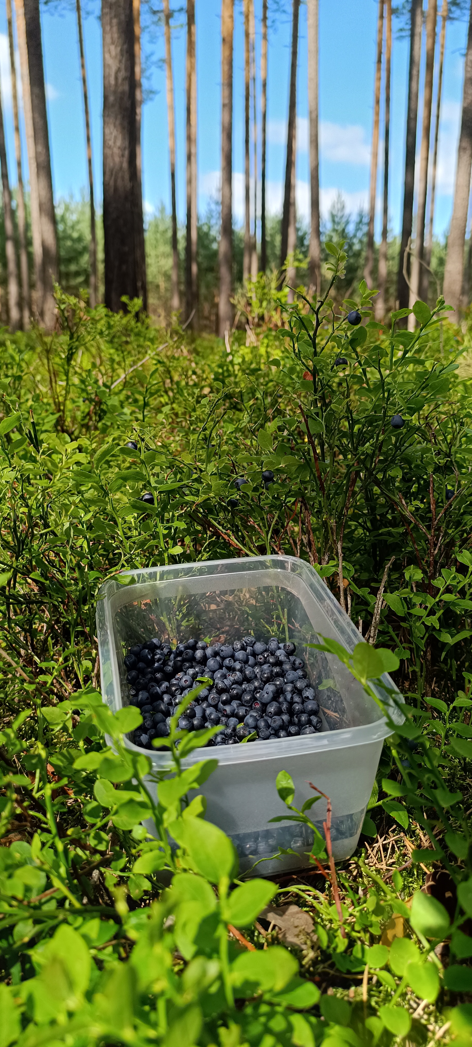 Berry picking
