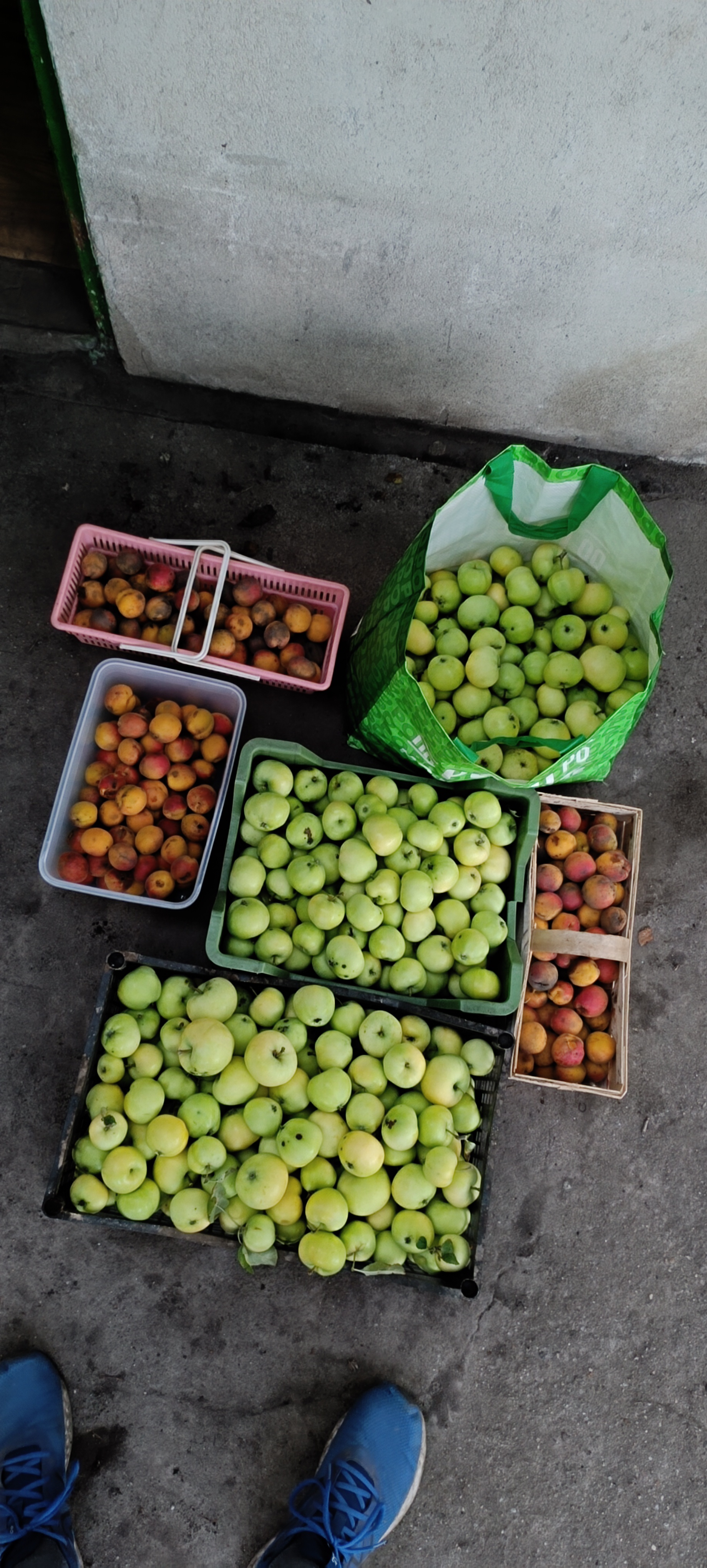 Fruits