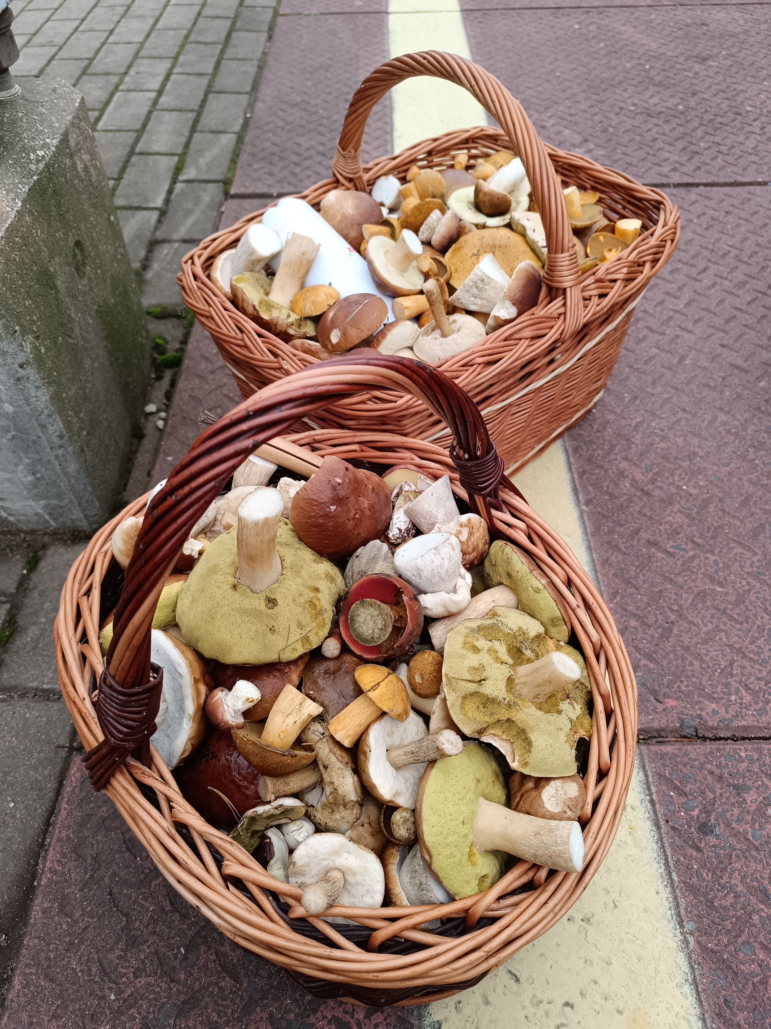 Finished mushroom picking