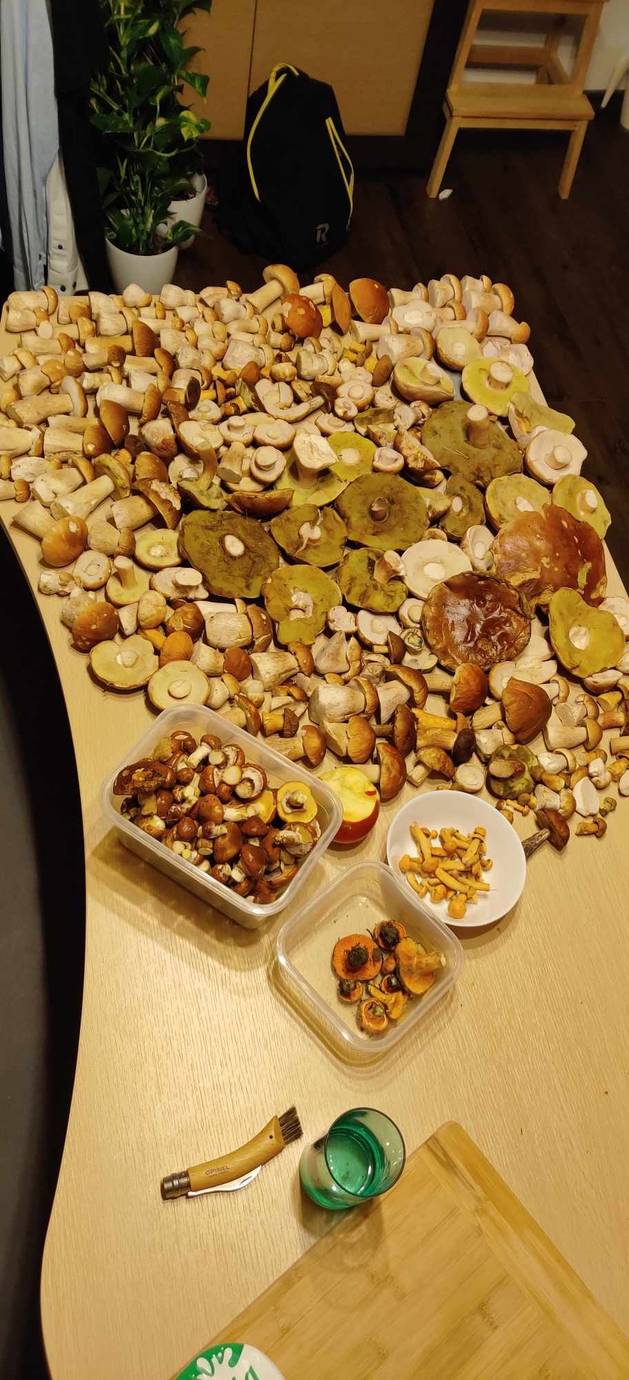 Handling mushrooms at home