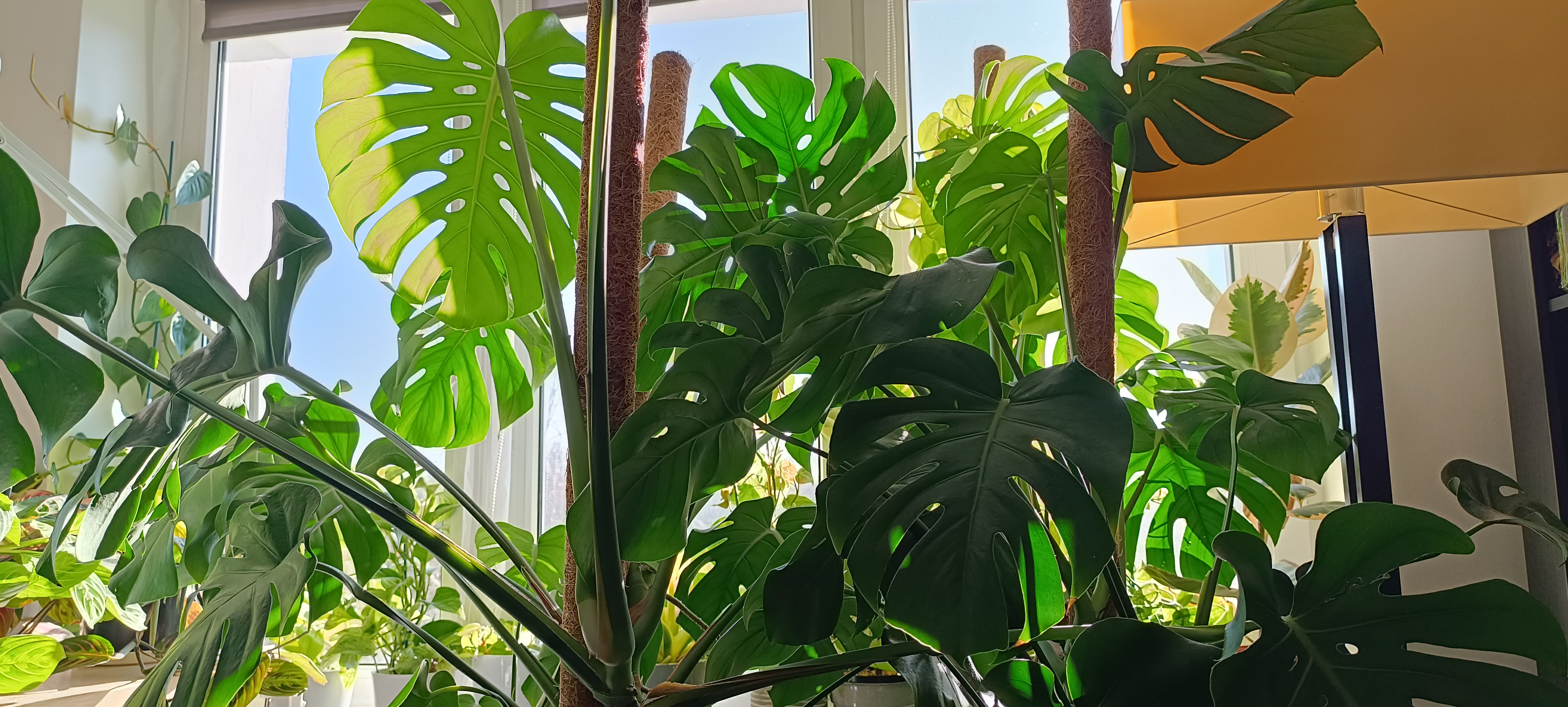 Plants in my room